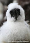 SBG060: Chick portrait