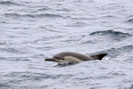 Dolphin surfaces off Cape Point, South Africa