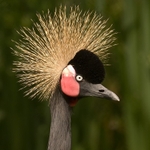 West African Crowned Crane C