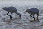 Fledgling spoonbills feeding