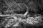 Tree Ring