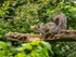 Grey Squirrel