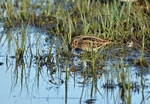 Jack Snipe