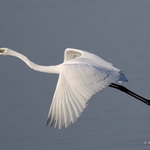 Great Egret (Egretta alba)