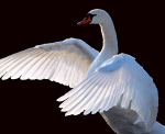 Swan