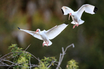 White Ibises arrive, Venice Rookery, Florida