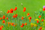 Dancing of Poppies, Ireland.