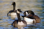 Geese 2 12 x 18