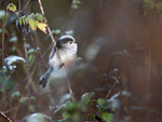 Long-tailed tit - Aegithalos caudatus