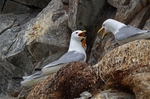 Kittiwakes