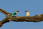 Woodlands Kingfisher Pair