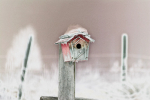 Birdhouse in Snow