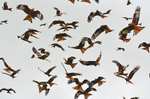 Red Kites
