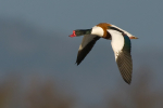 Common  Shelduck