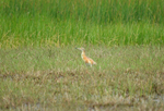 Squacco Heron