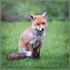Young Vixen