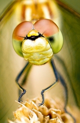 Common Darter - Sympetrum striolatum