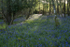 BLUBELLS, Gruline, Isle of Mull