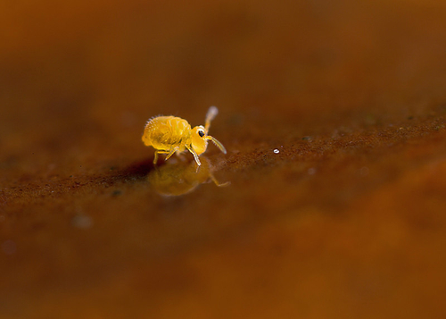 On the underside of a fallen leaf. Warwickshire, November 2013. Possibly a juvenile.