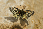 Spanish Festoon Butterfly