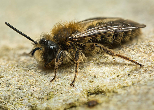 [i]Andrena clarkella[/i] male at a nesting site. Warwickshire, February 2014.
