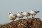 Black-headed Gulls