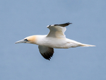 Gannet