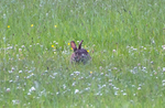 22nd May Bunny in Clover
