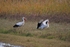 White Storks