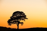 Sunset over tree by the Roaches