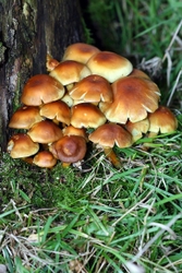 Sulphur Tuft - Hypholoma fasciculare