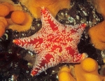 Porania pulvillus
