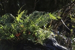 Sunlit Ferns