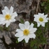 Mountain avens (Dryas octopetala)