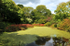 Algae on the pond