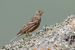 Ortolan Bunting