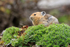 American Pika at Lake Louise, Canada