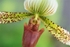 Paphiopedilum1