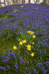 JACK'S HILL - SPRING 2011- PORT RYERSE