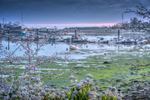 z3549 Frosted Berries, Bembridge Harbour
