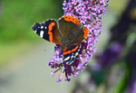 Red Admiral