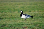 Barnacle Goose