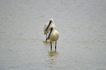 Spoonbills