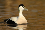 Eider