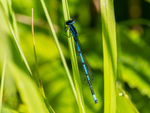 Azure Damselfly