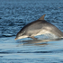 Bottlenose Dolphin