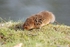 Water Vole