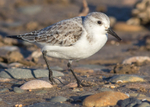 Sanderling 1