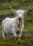 Highland Cow