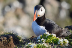 Puffin